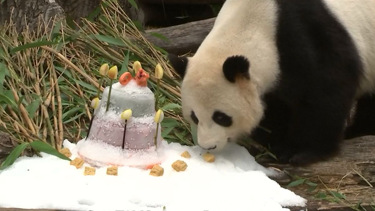 Doğum günü pastasına anlam veremeyen Panda bambu yaprağı yemeye devam etti