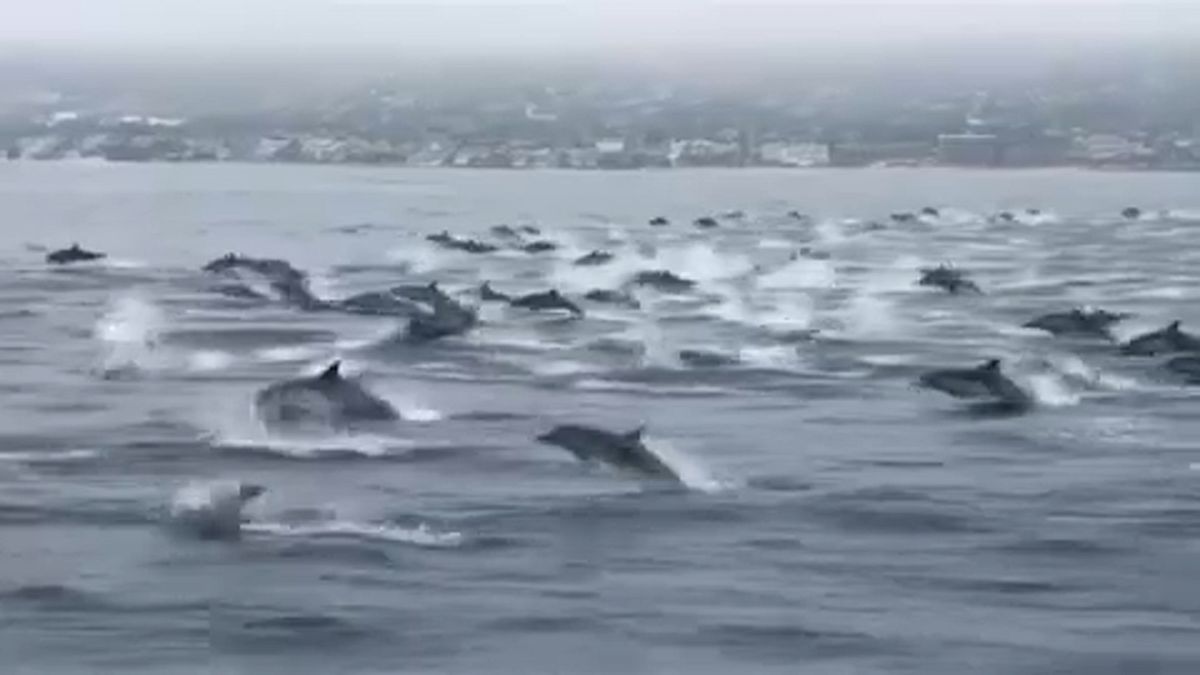 Száguldás delfinekkel