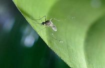 Mücken mögen Grün: Das wird ihnen zum Verhängnis