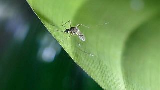 Mücken mögen Grün: Das wird ihnen zum Verhängnis 
