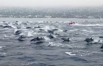 Large pod of over 100 dolphins surrounds boat in California