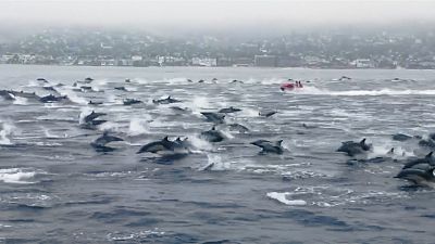 Large pod of over 100 dolphins surrounds boat in California