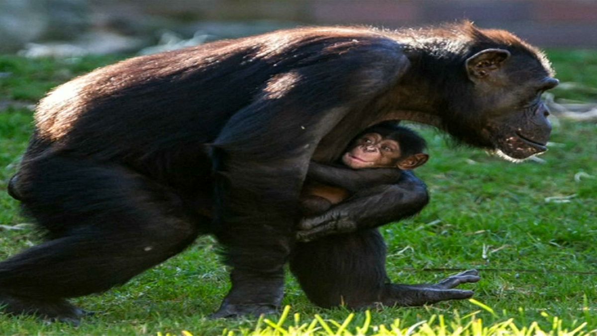 مولود جديد ينضم إلى حديقة "تارونغا" في سيدني باليوم العالمي للشمبانزي