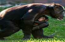 مولود جديد ينضم إلى حديقة "تارونغا" في سيدني باليوم العالمي للشمبانزي