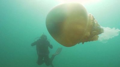 Watch: Divers discover human-sized jellyfish off Falmouth coast