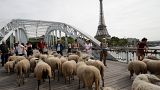 Watch: Herd of sheep enjoy ur'baaa'n life as they tour French cities