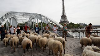 Watch: Herd of sheep enjoy ur'baaa'n life as they tour French cities