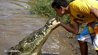 Juan Cerdas bacia un enorme coccodrillo