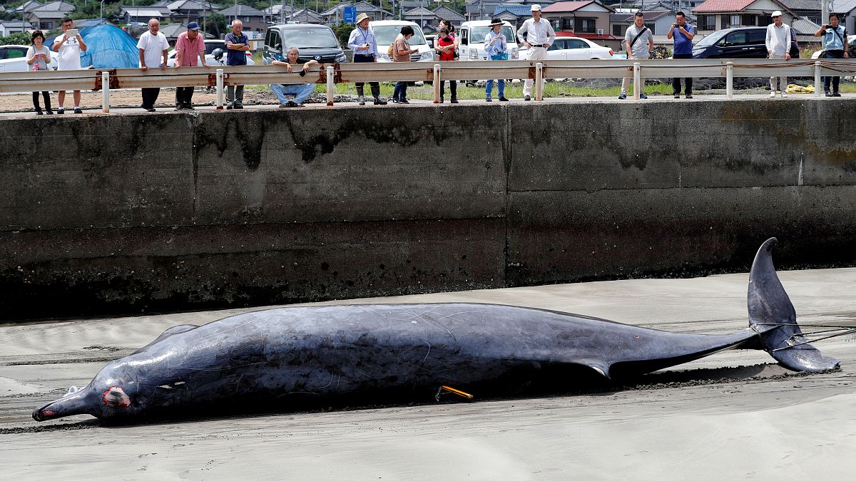 Avlanma yasağının kalkmasıyla Japonya'da balina sezonu açıldı; sahil kentleri geleneklerine dönüyor