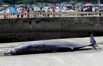 Avlanma yasağının kalkmasıyla Japonya'da balina sezonu açıldı; sahil kentleri geleneklerine dönüyor