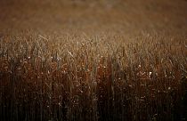 سنابل قمح في منطقة زراعية شمال فرنسا