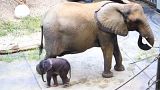 Gehen? Geht so...5 Tage alter Baby-Elefant in Schönbrunn