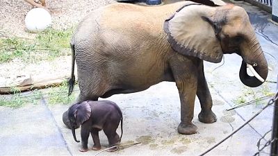 ویدئو؛ تولد بچه فیل حاصل از لقاح مصنوعی در باغ‌ وحش وین 