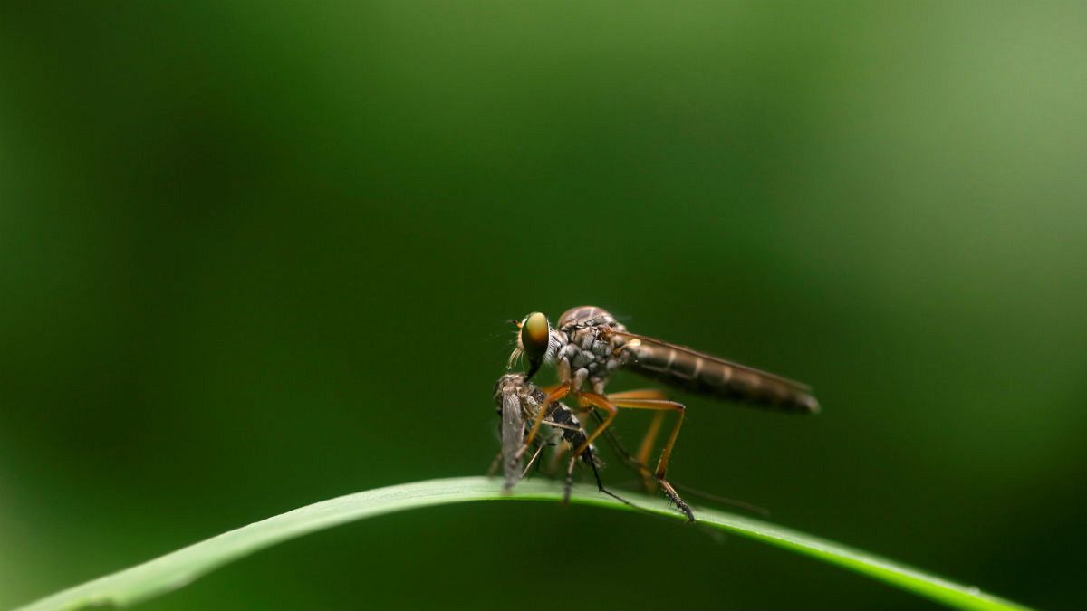 آزمایش موفق در چین؛ پشه‌‌ها در دو جزیره تقریبا به‌طور کامل نابود شدند