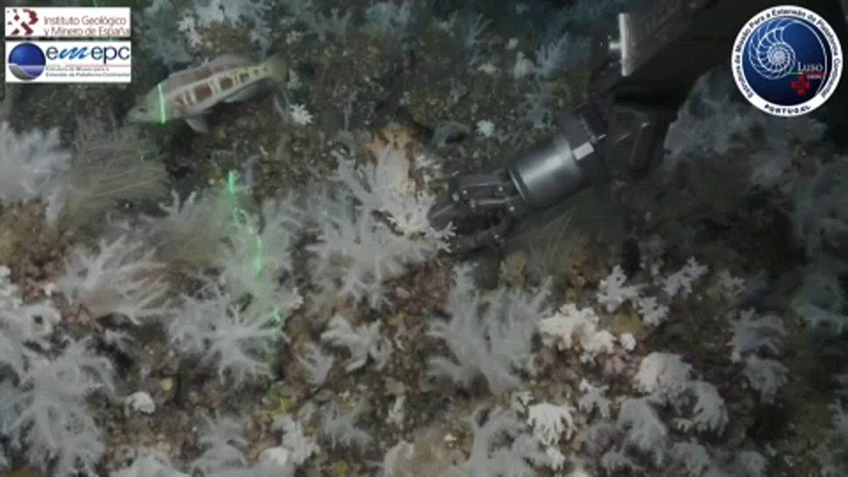 Új koralltelepet fedeztek fel