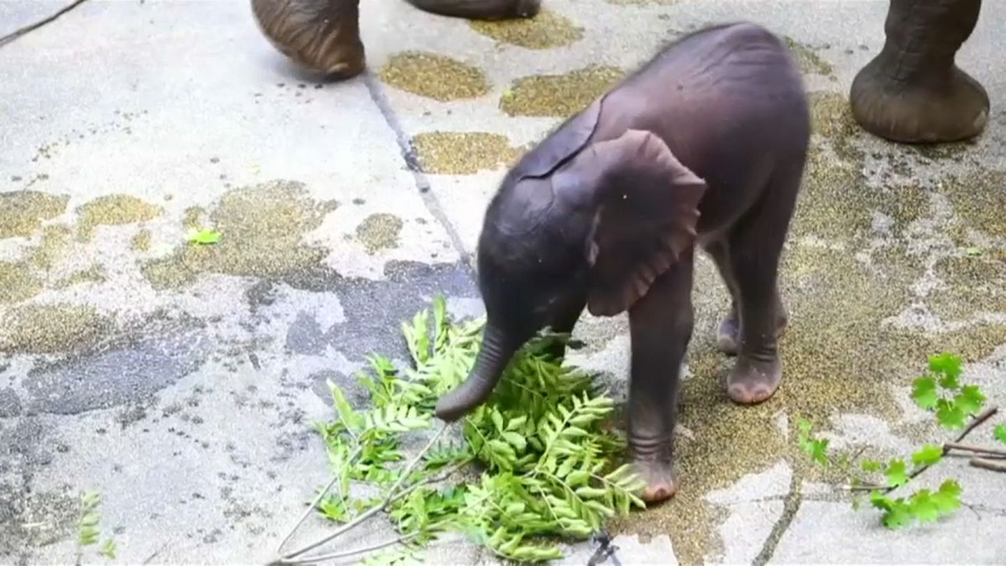 Watch Vienna Zoo Presents Artificially Conceived Baby Elephant Euronews