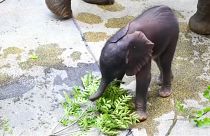 Watch: Vienna zoo presents artificially-conceived baby elephant
