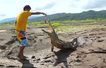 Costa Rica : nourrisseur de crocodiles, un gagne-pain dangereux