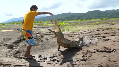 Costa Rican man faces down hungry crocodiles to make ends meet