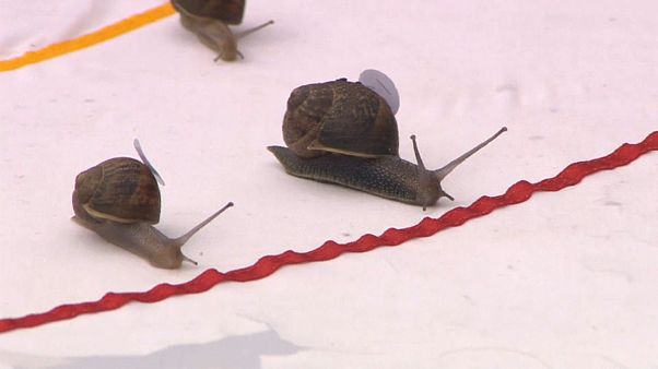 Flotte Schnecken schleichen um die Wette Flotte Schnecken schleichen um die Wette