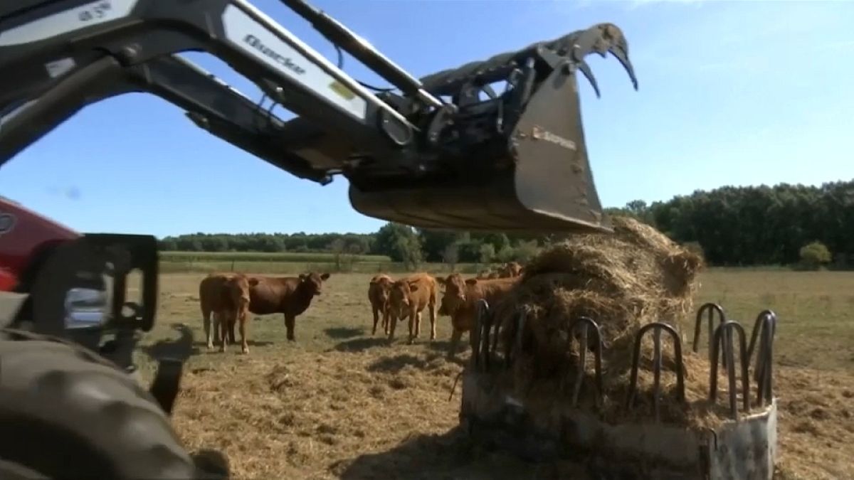 Frankreichs Landwirte erhalten staatliche Unterstützung zur Tierfuttergewinnung, damit sie ihr Vieh nicht notschlachten müssen.