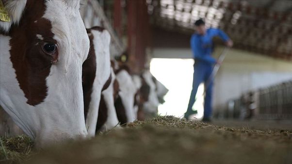Meclis gündemine taşınmıştı, Tarım Bakanı: İspanya'dan gelen 3 bin hayvanın sertifikası sahte Meclis gündemine taşınmıştı, Tarım Bakanı: İspanya'dan gelen 3 bin hayvanın sertifikası sahte