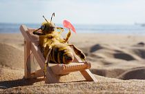 This insect influencer is saving the bees