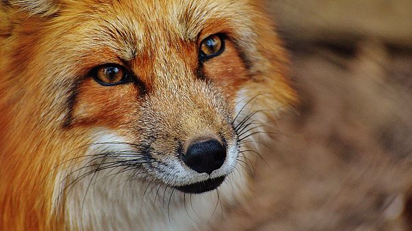 Fuchs klettert über Balkon ins Krankenhaus und beißt Patientin Fuchs klettert über Balkon ins Krankenhaus und beißt Patientin