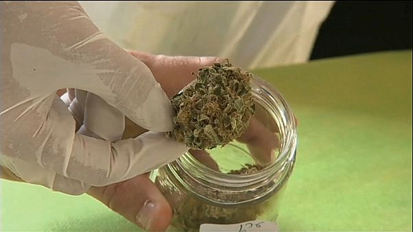 L'Allemagne doit faire face à un manque de cannabis médicinal L'Allemagne doit faire face à un manque de cannabis médicinal