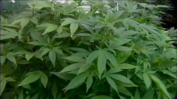 Kannabiszhiány Németországban Kannabiszhiány Németországban