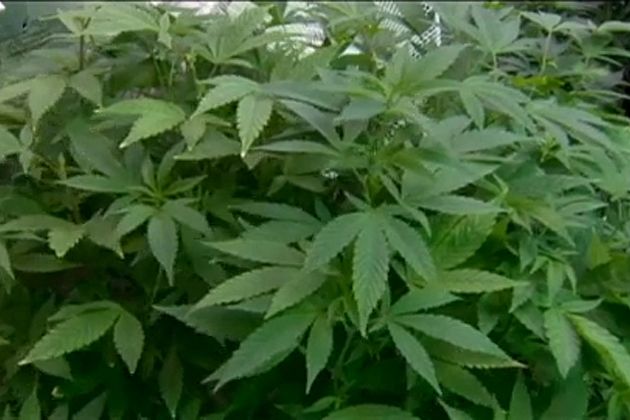 En Alemania no hay suficiente cannabis