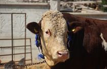 Konya'da Kurban Bayramı dolayısıyla satışa çıkarılan 1,3 tonluk "Paşa" isimli boğa