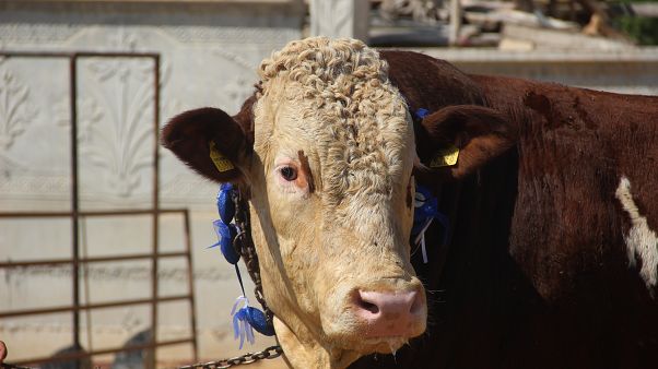 Kurban Bayrami 2019 Kurbanlik Fiyatlari Ne Kadar Euronews