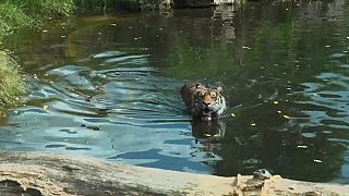 شاهد: نمر يتناول لحما مثلجا تحت شمس حارقة في  حديقة لندن للحيوانات