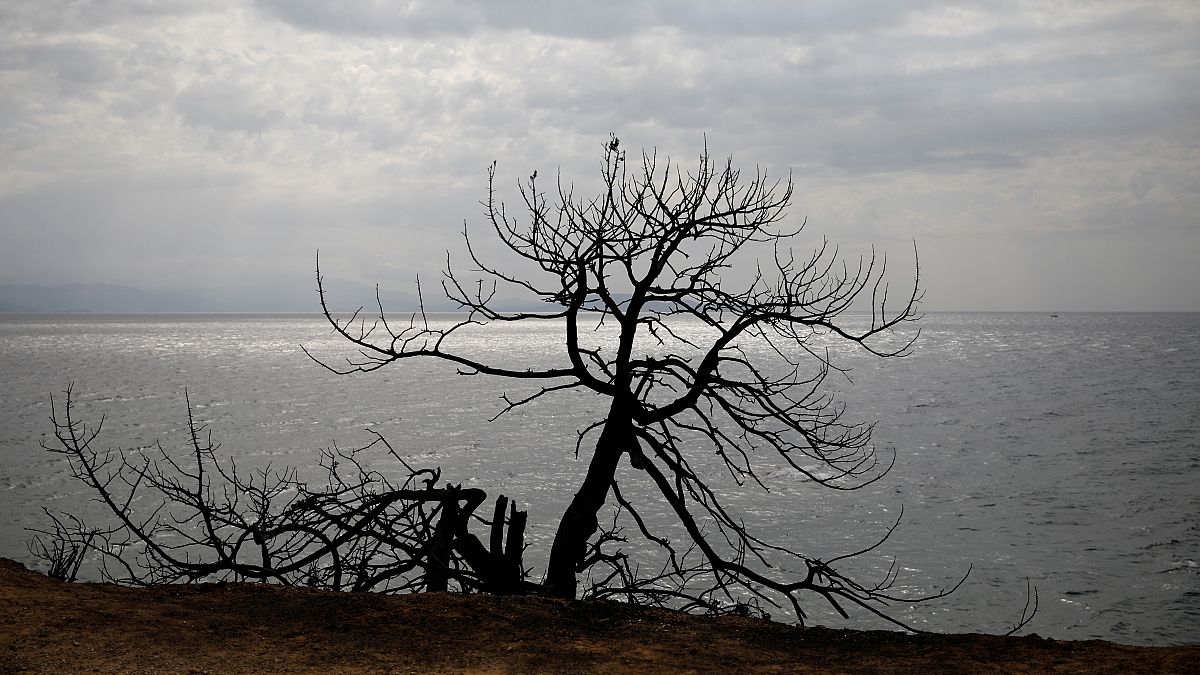 A burnt tree is seen at the seaside following a wildfire in the village of Mati, July 24, 2018