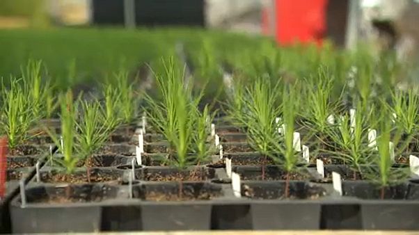 Finnland: Mit Bäumen gegen den Klimawandel Finnland: Mit Bäumen gegen den Klimawandel