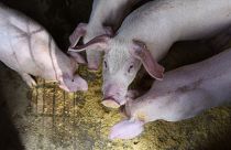 Bulgaristan’da domuz vebası salgını, toplamda yarım milyon hayvan itlaf edilebilir