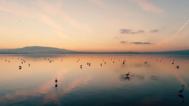 Gediz Deltası'ndan UNESCO'ya çağrı: Nesli tükenecek canlılar mirasımız, korumalıyız Gediz Deltası'ndan UNESCO'ya çağrı: Nesli tükenecek canlılar mirasımız, korumalıyız