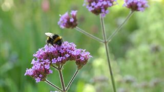 Watch: This garden is thriving in the heatwave, without any water