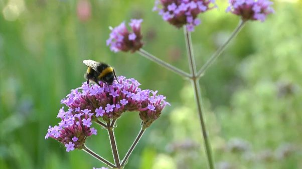 Watch: This garden is thriving in the heatwave, without any water Watch: This garden is thriving in the heatwave, without any water