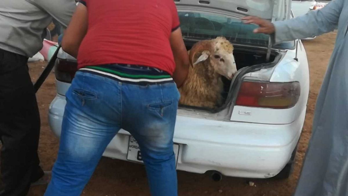 A Romanian sheep being stuffed into a car boot to be slaughtered at a private home during the 2018 Eid festival in Jordan