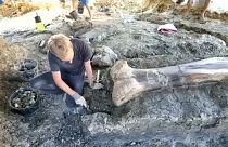 2 méteres dinoszaurusz combcsontot találtak Franciaországban
