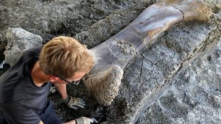 A man inspects the femur of a Sauropod after it was discovered earlier in the week during excavations at the palaeontological site of Angeac-Charente, France, July 25, 2019