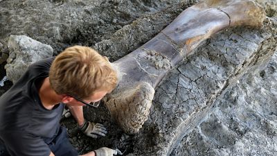 Riesiger Saurierknochen freigelegt: Bis zu 140 Millionen Jahre alt