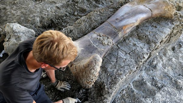 Hatalmas dinoszauruszcsont bukkant elő a földből Franciaországban Hatalmas dinoszauruszcsont bukkant elő a földből Franciaországban