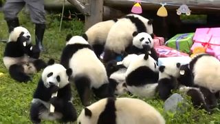 Watch: Panda party in China as 18 cubs celebrate their first birthdays