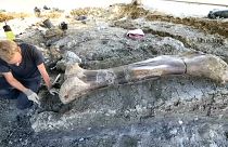 Watch: Enormous thigh bone of a dinosaur found in southwest France