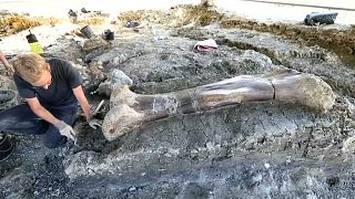 Watch: Enormous thigh bone of a dinosaur found in southwest France
