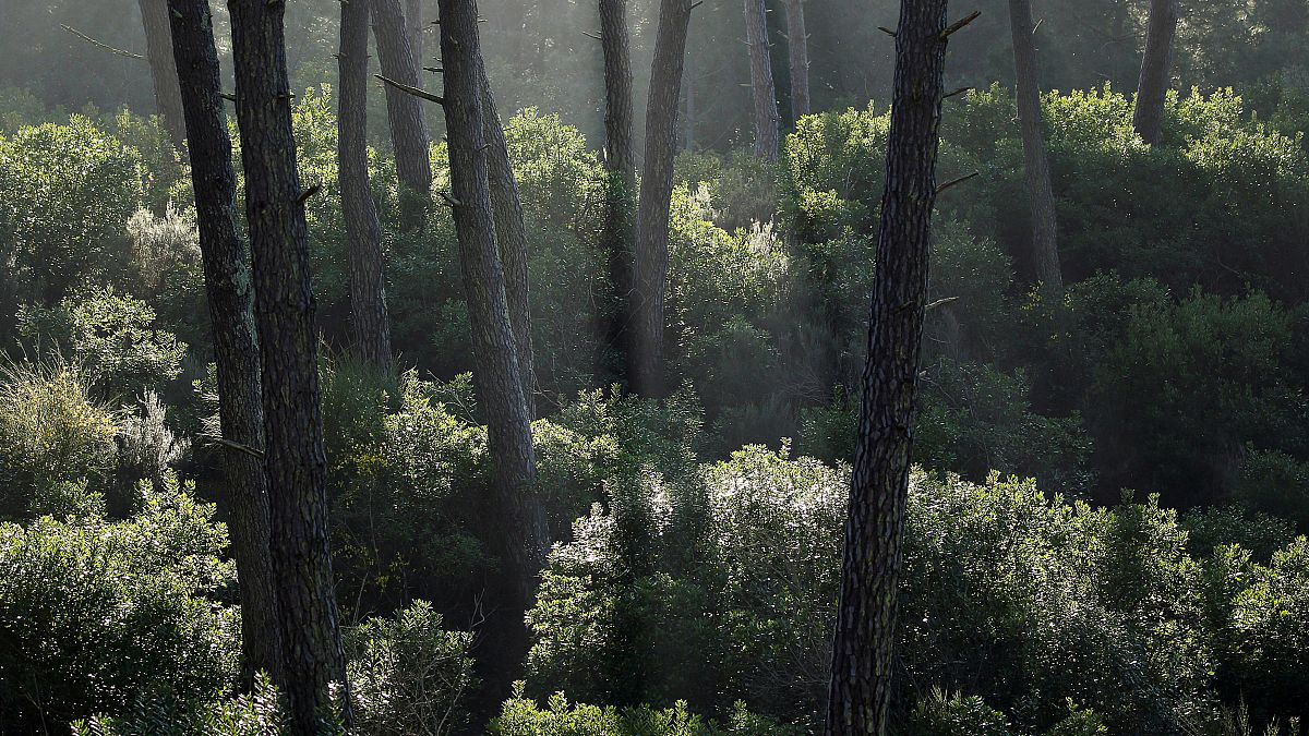 Elevenen felzabálják a klímaváltozás miatt legyengült német erdőket a kártevők