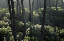 Elevenen felzabálják a klímaváltozás miatt legyengült német erdőket a kártevők